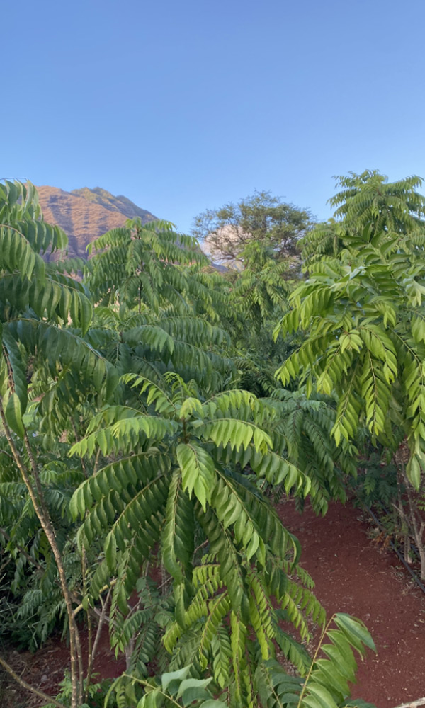 Hawaii Curry Leaf Grower