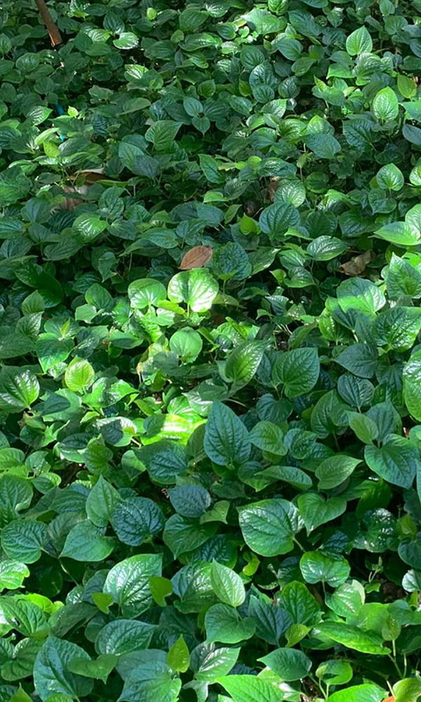 La Lot Growers Hawaii