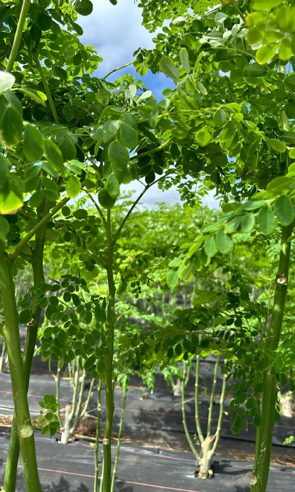 Wholesale Moringa Leaf and Root