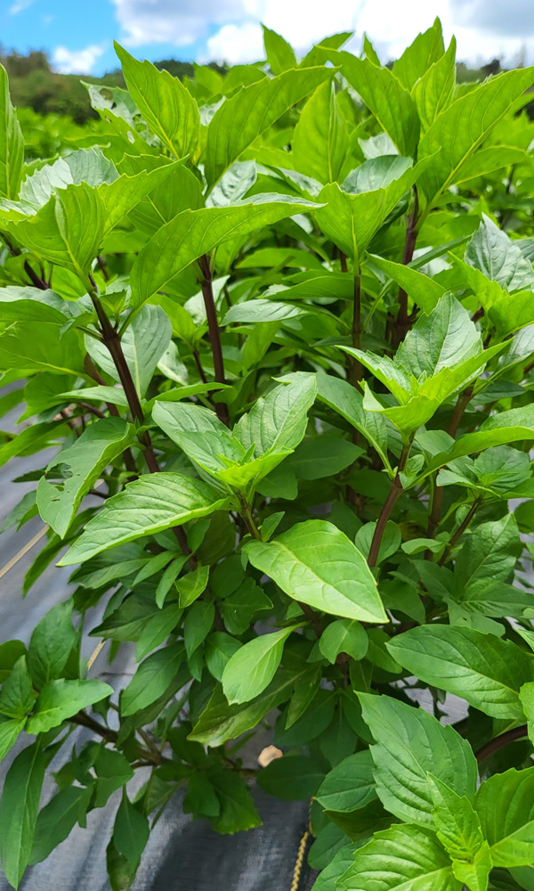 Hawaii Thai Basil Wholesalers